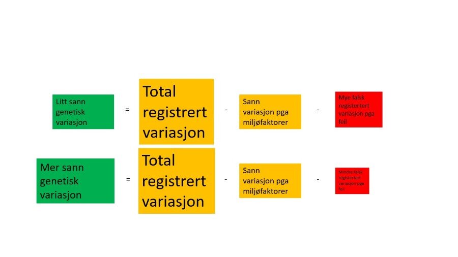 I klassisk husdyravl er det ønskelig å måle den sanne genetiske variasjonen
og dermed gjøre det riktige utvalget av avlsdyr. Figuren viser at hvis vi holder
den totale variasjonen og variasjonen som skyldes miljøfaktorer konstant
(gule bokser), vil en reduksjon av målefeil (rød boks) medføre at variasjonen
som skyldes genene øker (grønn boks). Det gir høyere arvbarhet og raskere
avlsframgang.