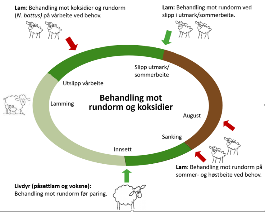 Figur 1. Kjernebehandling (grønn pil): Det er vanligvis nødvendig å behandle livdyr mot rundorm før paring, og lam ved slipp i utmark/sommerbeite. Tilleggsbehandling (rød pil) – kun ved behov: Behandling av lam mot koksidier en uke etter utslipp på vårbeite, og rundormen N. battus to uker etter utslipp på vårbeite. Tidspunkt for behandling mot rundorm på sommer- og høstbeite vurderes ut fra prøvetaking. Illustrasjon: Åshild Ø. Våge.