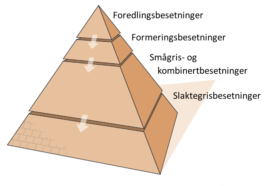 Avls- og helsepyramiden i svineproduksjonen skal sikre god avlsframgang og helse for grisene. All omsetning av gris mellom besetninger skal foregå nedover i pyramiden. Avlsbesetningene blir fulgt tett opp av veterinær og rådgiver, og det tas jevnlig prøver som skal sikre at man raskt oppdager eventuell sjukdom.
