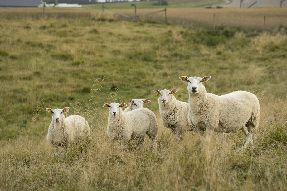 Flokk med sauer på beite