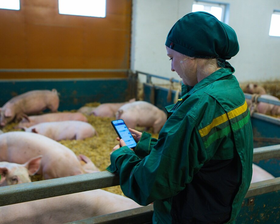 Kvinnelig produsent registrerer data i InGris på mobil i fjøs