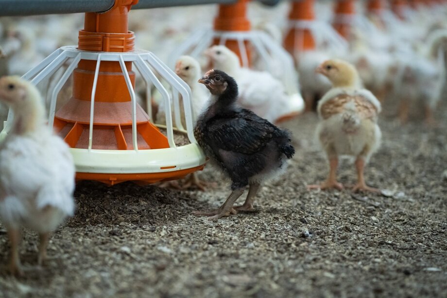 Svart Ranger Gold slaktekylling ved forbrett på strø