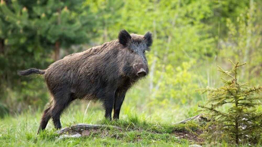 Et villsvin står i grønt gress med trær i bakgrunnen og ser mot kameraet