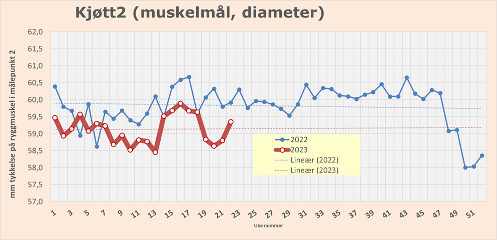 muskelmål diameter.png