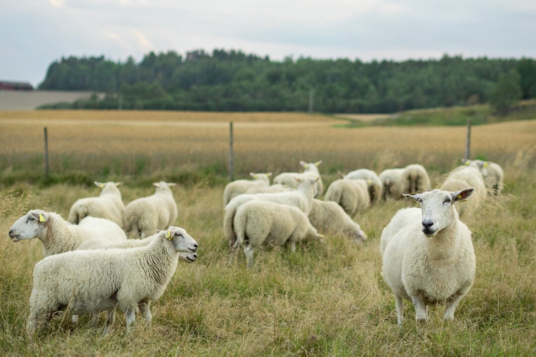  En flokk sauer beiter på et beite med skog i bakgrunnen. Noen sauer ser mot kameraet, mens andre ser vekk