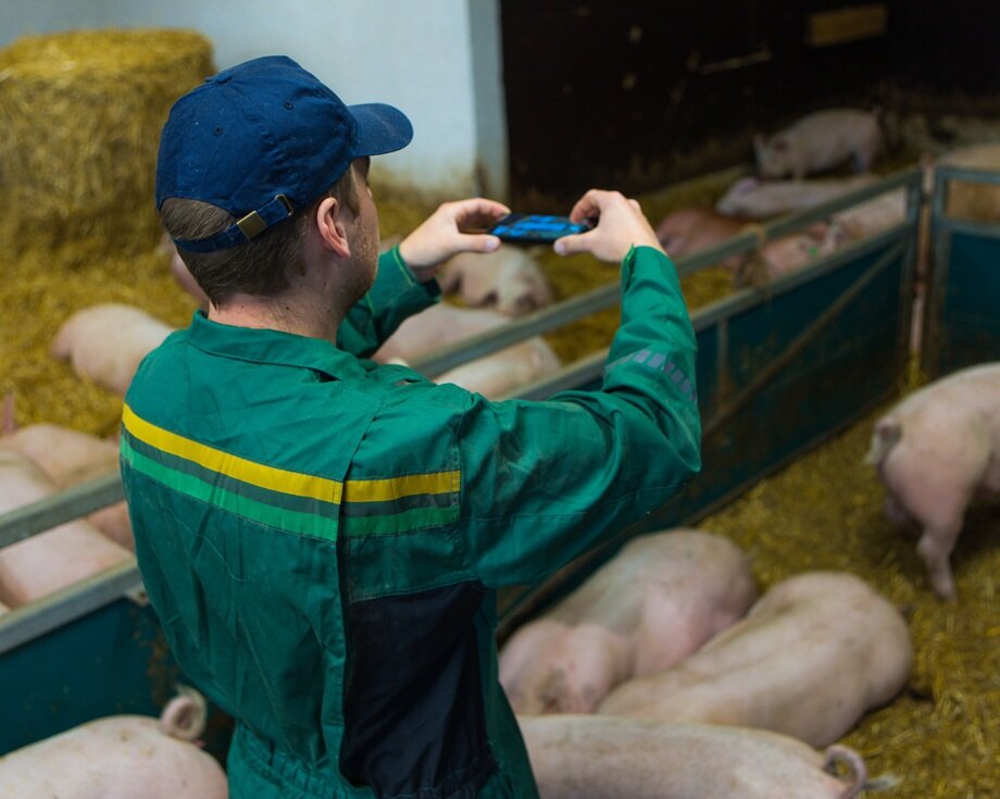 Produsent tar bilde av gris for å beregne levendevekt