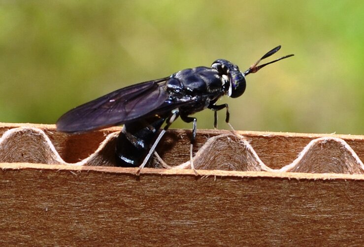 Black_soldier_fly_depositing_eggs_in_cardboard redigert.jpg