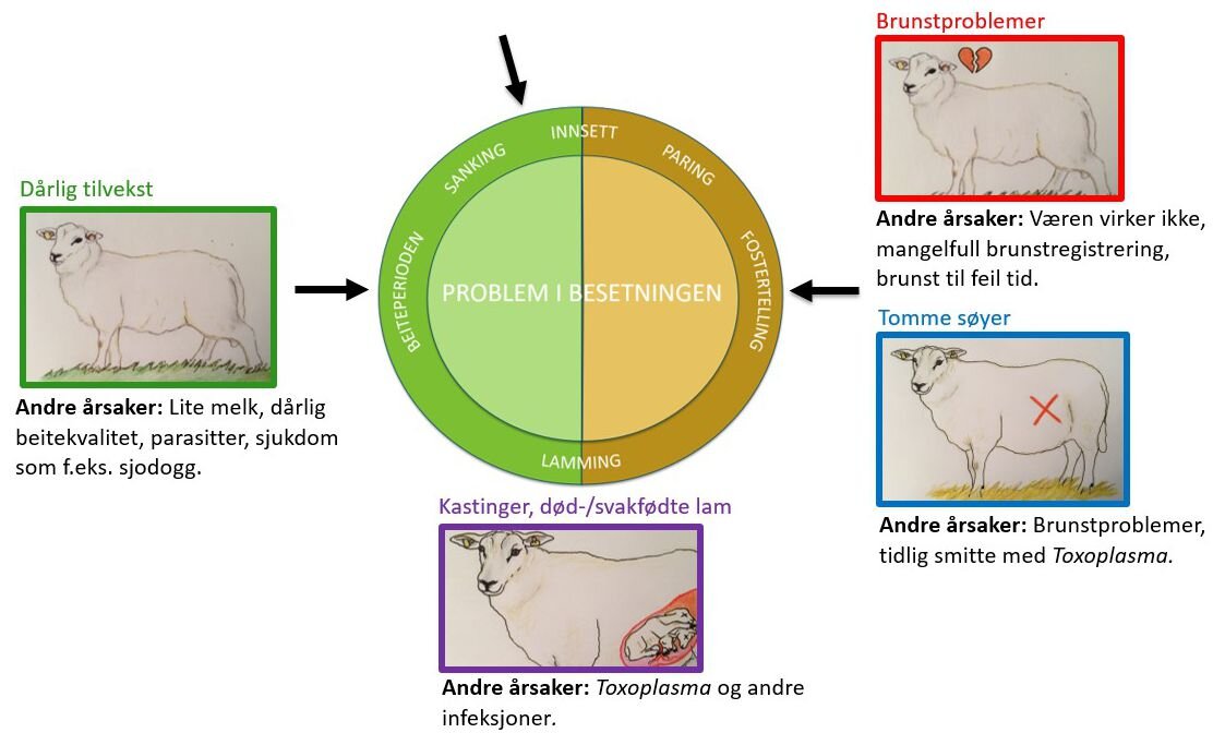 Typiske problemer ved de vanligste mangeltilstandene hos sau (selen, vitamin E, jod, kobolt/vitamin B12 og kobber), og andre vanlige årsaker til disse problemene. Les mer om hvilke symptomer som er mest aktuelle ved de ulike mangeltilstandene på nettsidene til Helsetjenesten for sau.