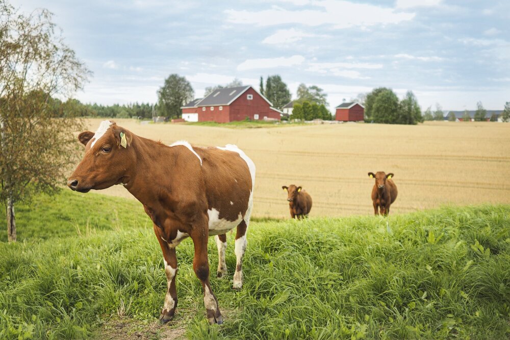 Tre brune og hvite ku står på et grønt jorde med gårdsbygninger i bakgrunnen. 