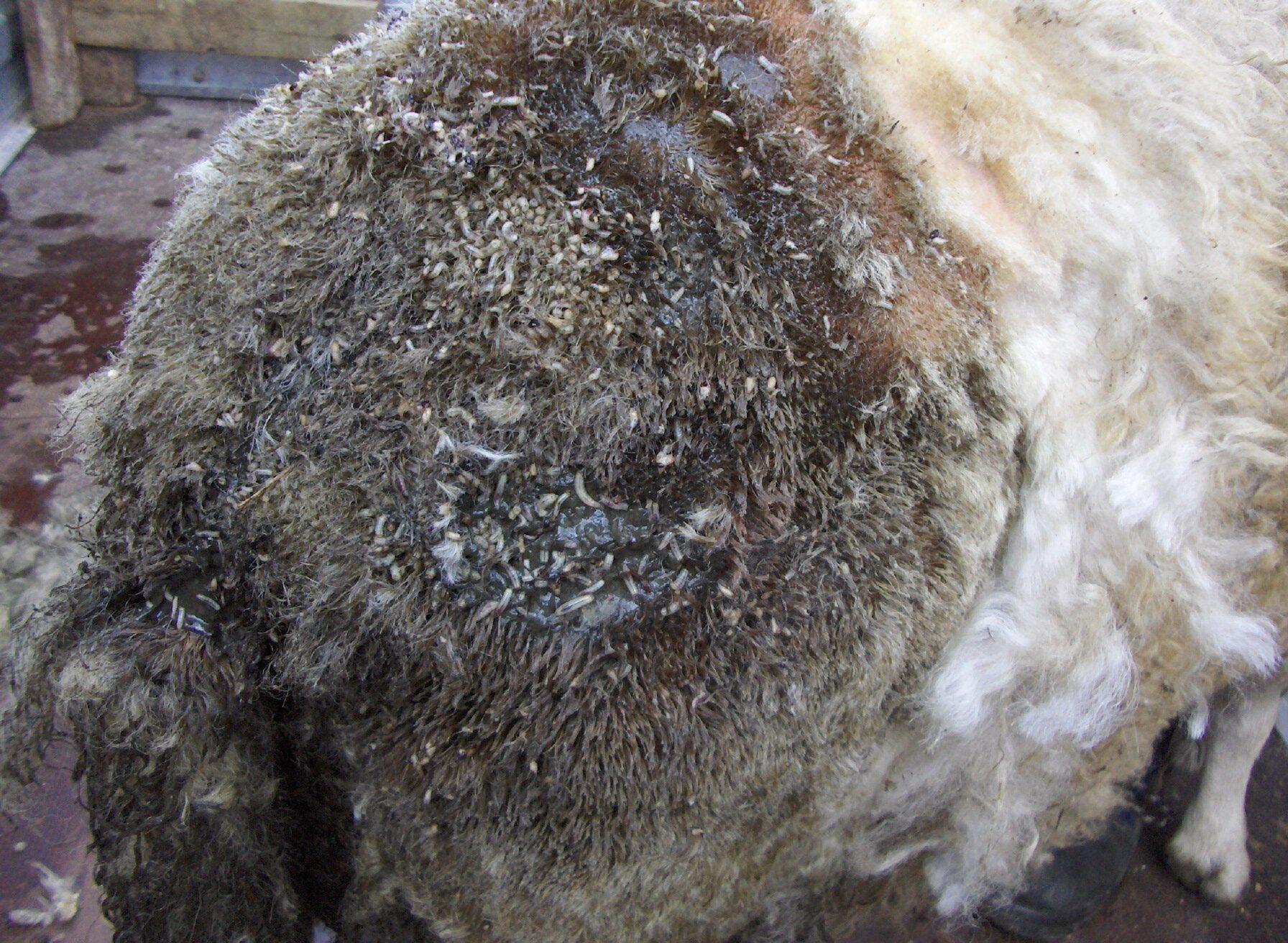Bildet viser fluelarveangrep på sau