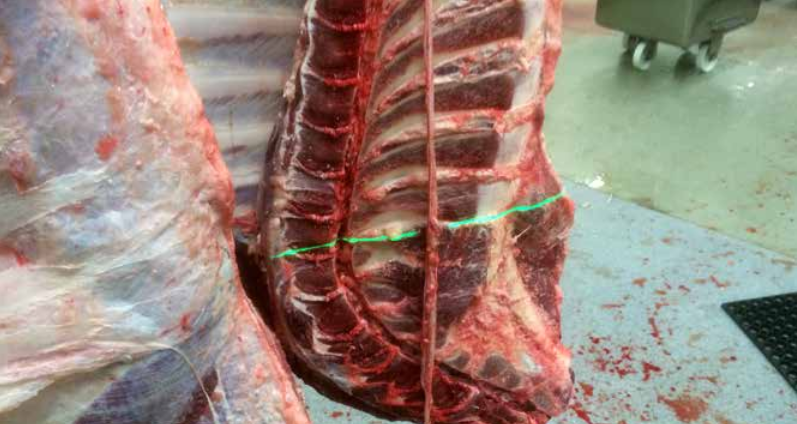 Her ser vi laserstrålen fra lengdemåling av storfeslakt