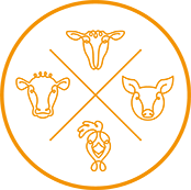 Animalia logo: Fire oransje dyrehoder i en sirkel, representert som enkle strektegninger av sau, gris, fjørfe og storfe.