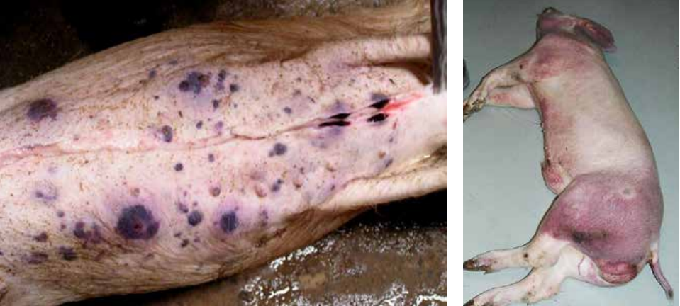 Typiske symptomer på afrikansk svinepest er bla. rødfarging og blødninger i huden.