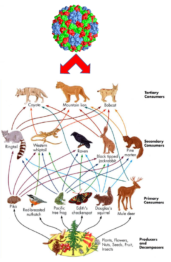 figur_virus_zoonoseseminar.png