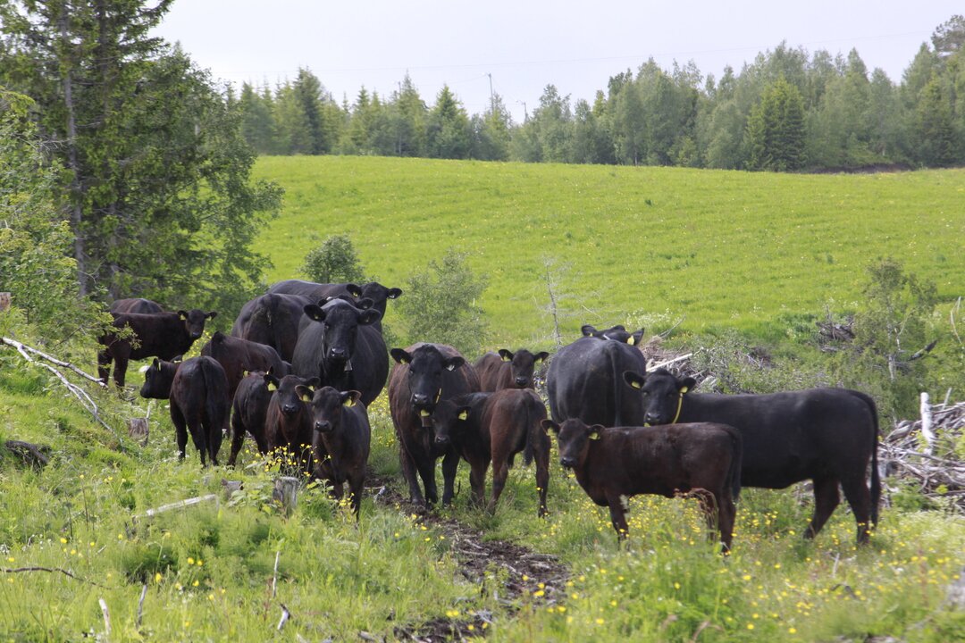 EUs avskogingsforordning får konsekvenser for norsk storfenæring og markedet for norske storfehuder. En digital dokumentasjonsløsning vil snart lanseres for å møte kravene. 